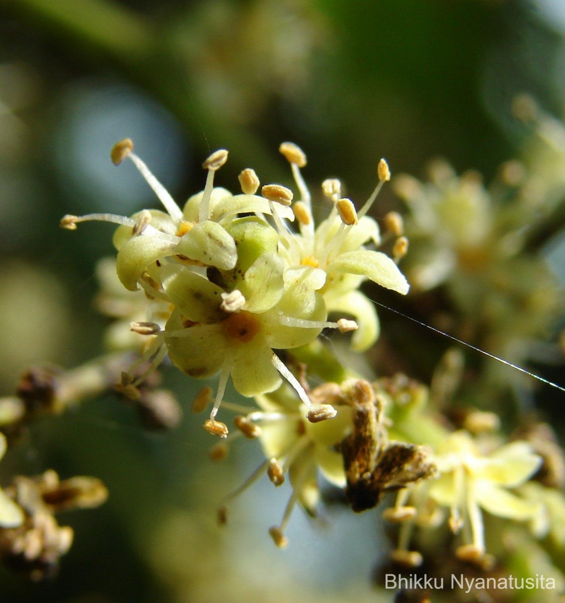 Semecarpus nigroviridis Thwaites